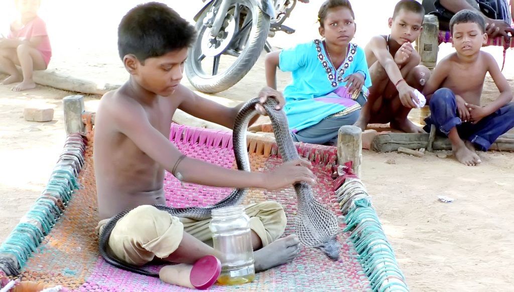 9χρονος ζει, τρώει και κοιμάται μαζί με δηλητηριώδη φίδια! | ΒΙΝΤΕΟ