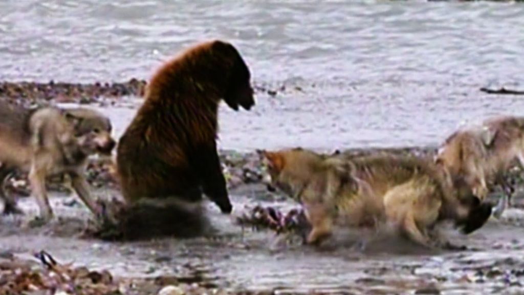 Μάχη θανάτου: Λύκοι περικυκλώνουν αρκούδα γκρίζλι! | ΒΙΝΤΕΟ