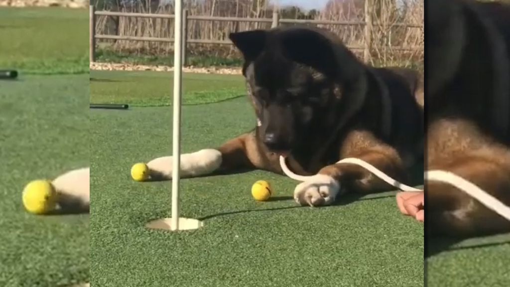 Απίστευτος σκύλαρος παίζει γκολφ και ΤΡΕΛΑΙΝΕΙ το ίντερνετ! | ΒΙΝΤΕΟ