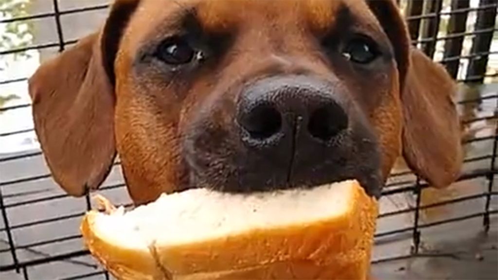 Σπαρτιατική πειθαρχία: Σκύλος κρατάει σάντουιτς στο στόμα και ΔΕΝ το τρώει! | ΒΙΝΤΕΟ