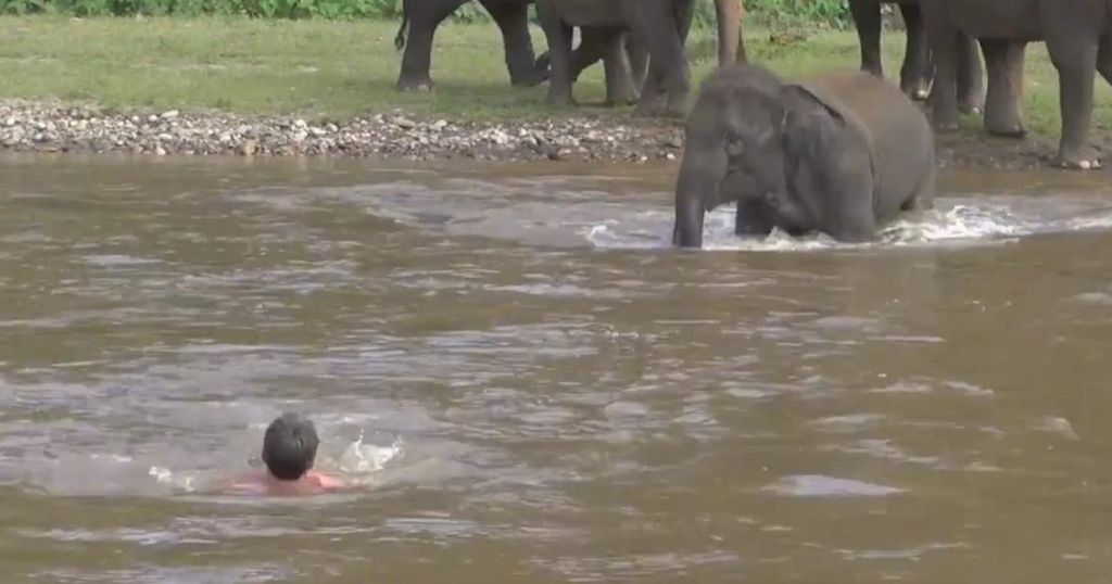Ελέφαντας σώζει άντρα από «σίγουρο» πνιγμό! | ΒΙΝΤΕΟ