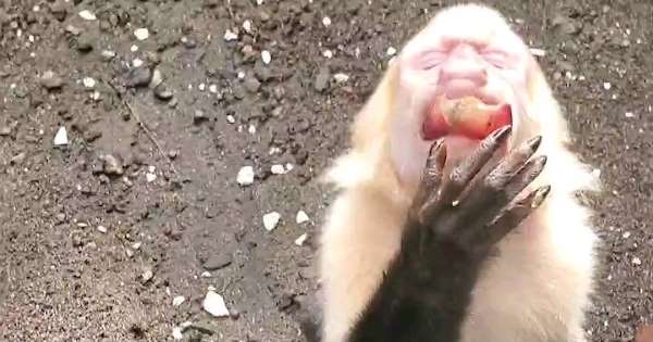 Τρομερή μαϊμού παρακαλάει τουρίστες να την... φιλέψουν λιχουδιές! | ΒΙΝΤΕΟ