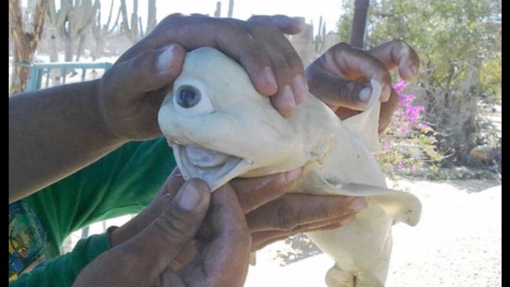 Καρχαρίας-τέρας χωρίς μύτη και ένα μόνο μάτι ξεβράστηκε στο Μεξικό! | ΒΙΝΤΕΟ
