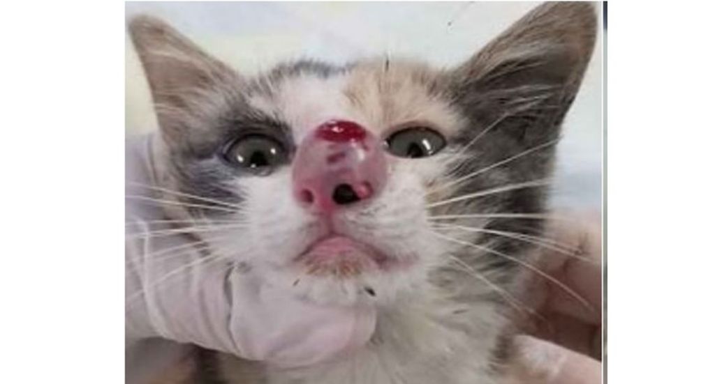 Εγχείρησαν γατάκι και ΔΕΝ θα πιστεύετε τι βρήκαν στη μύτη του! | ΒΙΝΤΕΟ