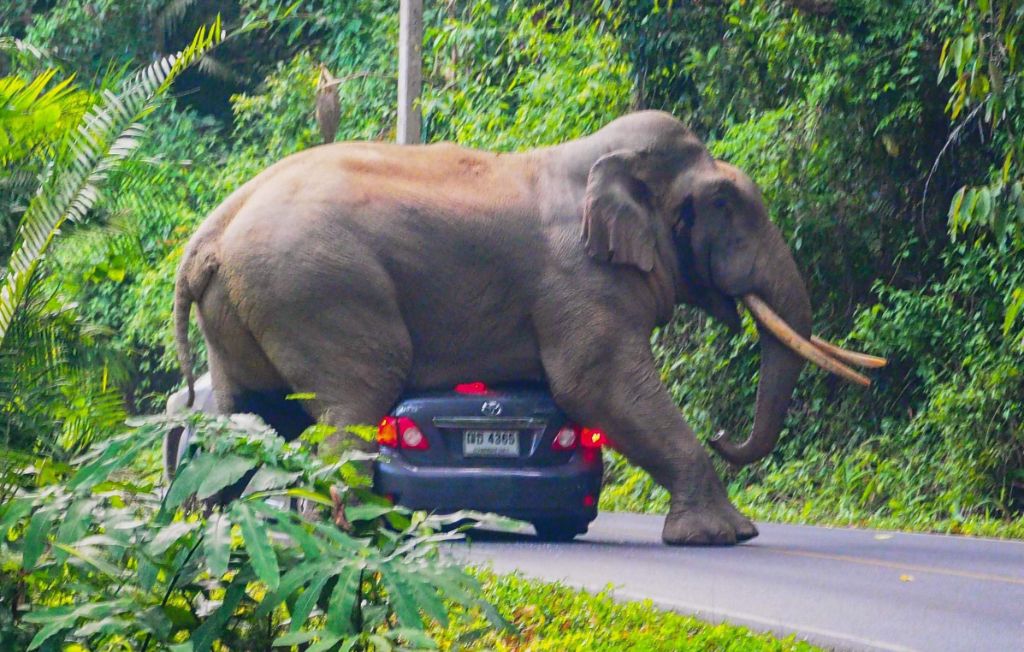 Επικό βίντεο: Ελέφαντας ΤΣΑΚΙΖΕΙ τζιπ με μία μόνο κίνηση! | ΒΙΝΤΕΟ