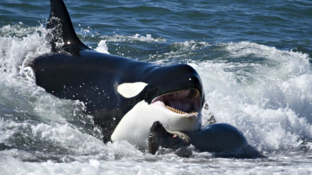 Φάλαινα-δολοφονός βγήκε στη... στεριά για να κυνηγήσει! | ΒΙΝΤΕΟ