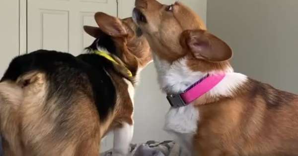 Ντουέτο σκύλων δίνει ρεσιτάλ γαβγίσματος για να ξυπνήσουν τα αφεντικά τους! | ΒΙΝΤΕΟ