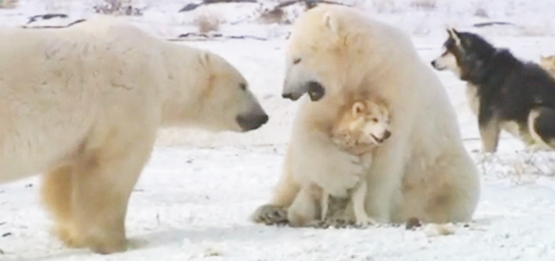 Σκυλιά παίζουν με πολική αρκούδα λες και είναι ΦΙΛΑΡΑΚΙΑ! | ΒΙΝΤΕΟ