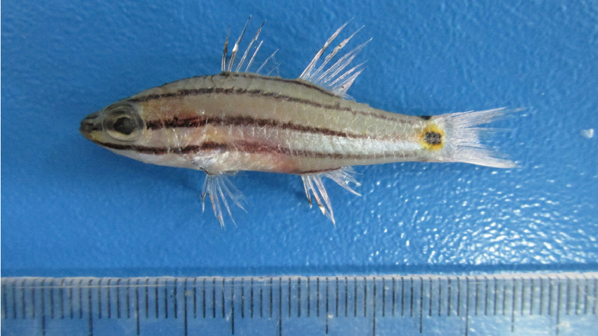 Cheilodipterus novemstriatus