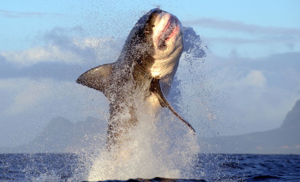 Δαιμονισμένος καρχαρίας πηδάει 2 μέτρα πάνω από το νερό! | ΒΙΝΤΕΟ