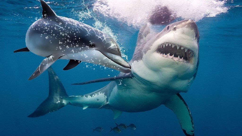 Δελφίνια σώζουν ψαράδες από τα δόντιά λευκού καρχαρία! | ΒΙΝΤΕΟ