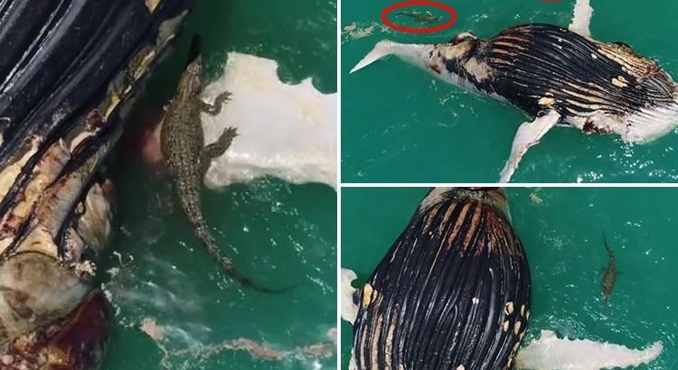 Καρχαρίες και κροκόδειλοι κατασπαράζουν κουφάρι φάλαινας! | ΒΙΝΤΕΟ