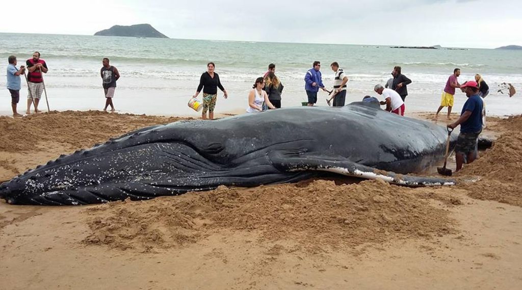 Δείτε τι σκαρφίστηκαν για να σώσουν φάλαινα από βέβαιο θάνατο! | ΒΙΝΤΕΟ