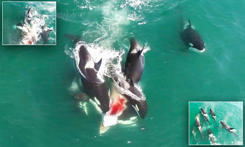 Σκληρές εικόνες: Φάλαινες-δολοφόνοι κατασπαράζουν ζωντανή άλλη φάλαινα! | ΒΙΝΤΕΟ