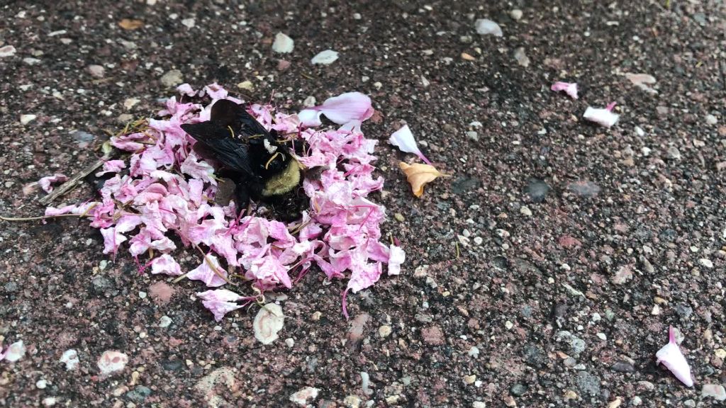 Μυρμήγκια «κηδεύουν» μέλισσα αφήνοντας λουλούδια στο μνήμα της! | ΒΙΝΤΕΟ