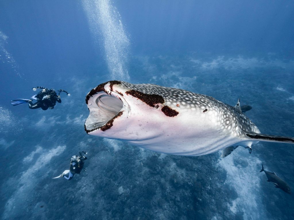 Κολυμπώντας δίπλα στον ΜΕΓΑΛΥΤΕΡΟ καρχαρία του πλανήτη | ΒΙΝΤΕΟ
