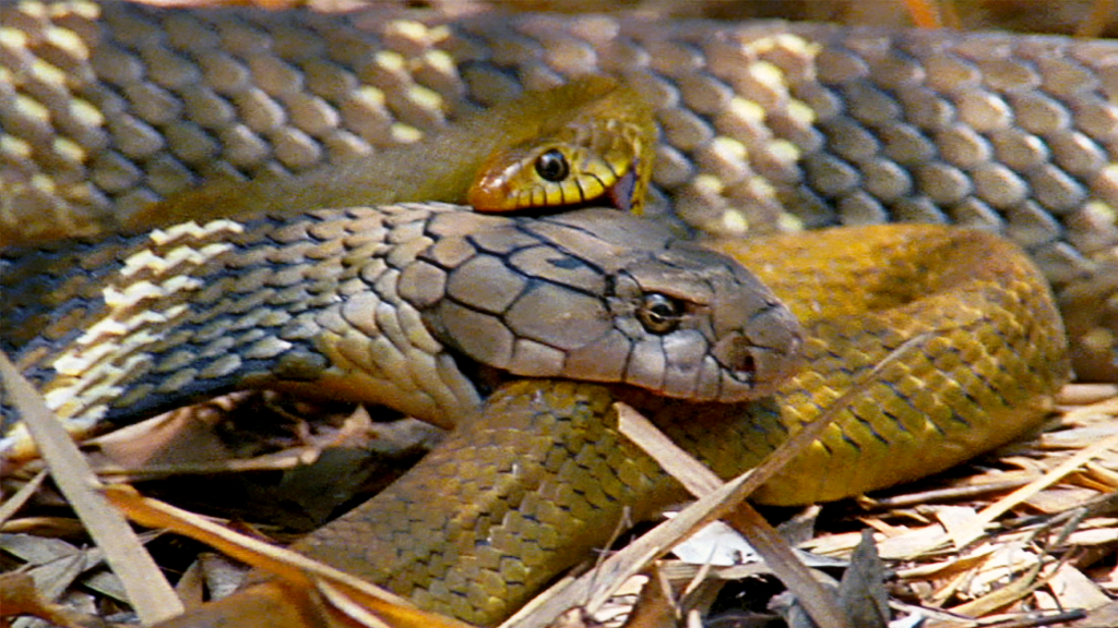 Αυτή η κόμπρα τρώει άλλα φίδια για... πρωινό! | ΒΙΝΤΕΟ