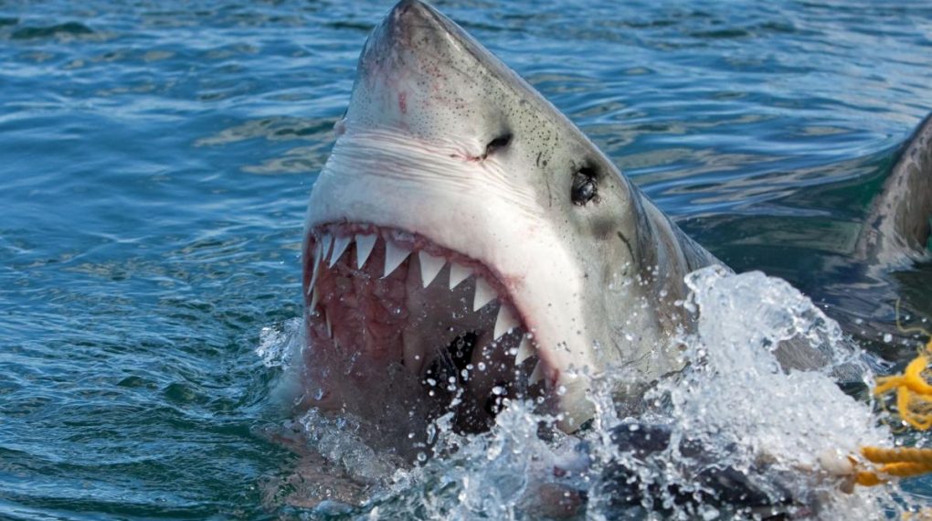 Τρόμος! Καρχαρίας κάνει μανιασμένη επίθεση σε βάρκα | ΒΙΝΤΕΟ