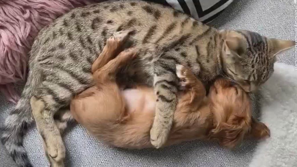 Γάτα κάνει ΤΡΕΛΕΣ αγκαλιές σε κουταβάκι και ρίχνει το ίντερνετ! | ΒΙΝΤΕΟ