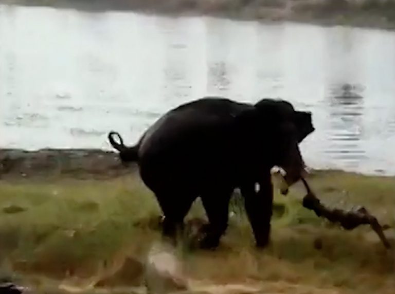 Φρίκη: Ελέφαντας ποδοπατεί άντρα μέχρι θανάτου! | ΒΙΝΤΕΟ