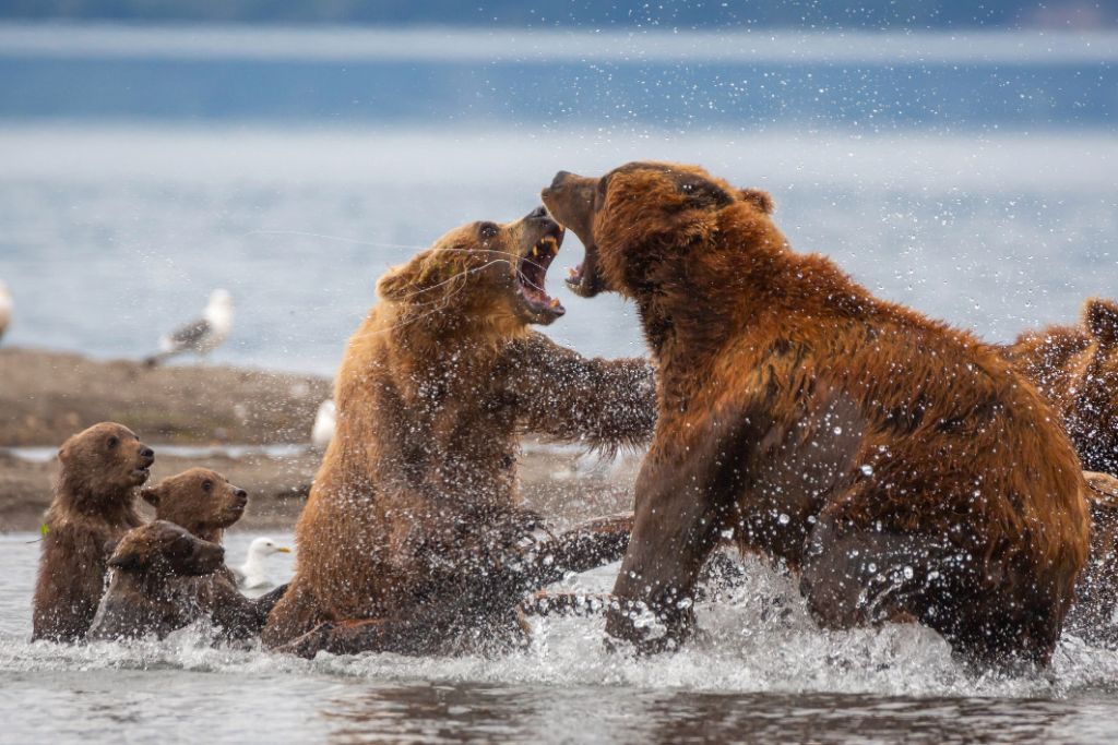 Αρκούδα ορμάει με μανία σε αρκούδα για να προστατέψει το μωρό της! | ΒΙΝΤΕΟ