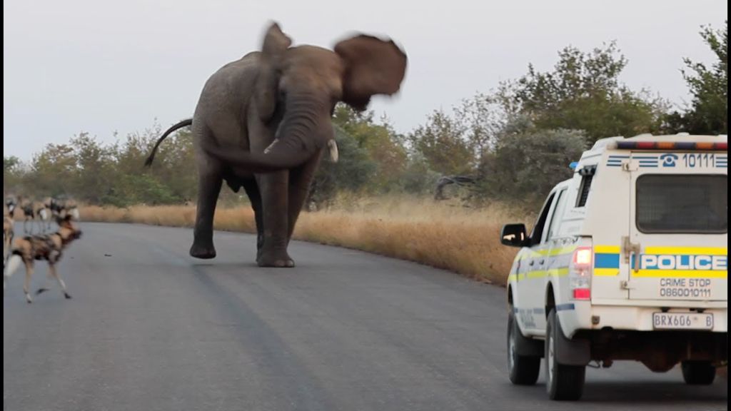 Ελέφαντας σπέρνει τον πανικό σε αγριόσκυλα και... αστυνομικούς! | ΒΙΝΤΕΟ