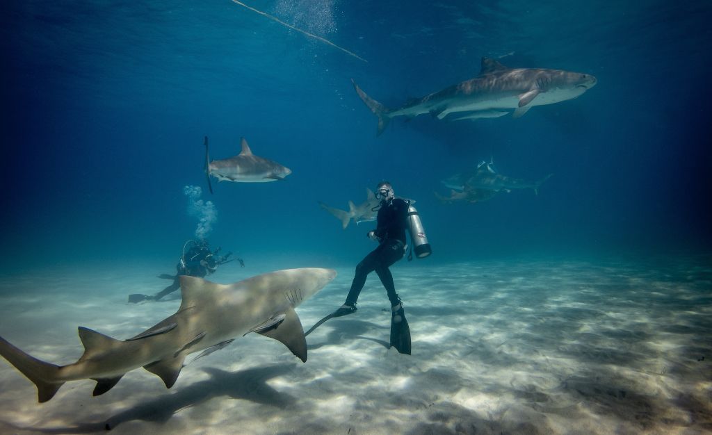 Βούτηξαν για δελφίνια, τους περίμενε ένα... κοπάδι καρχαρίες! | ΒΙΝΤΕΟ
