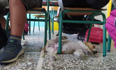 δασκαλα φιλοξενησε σκυλακι στα χανια