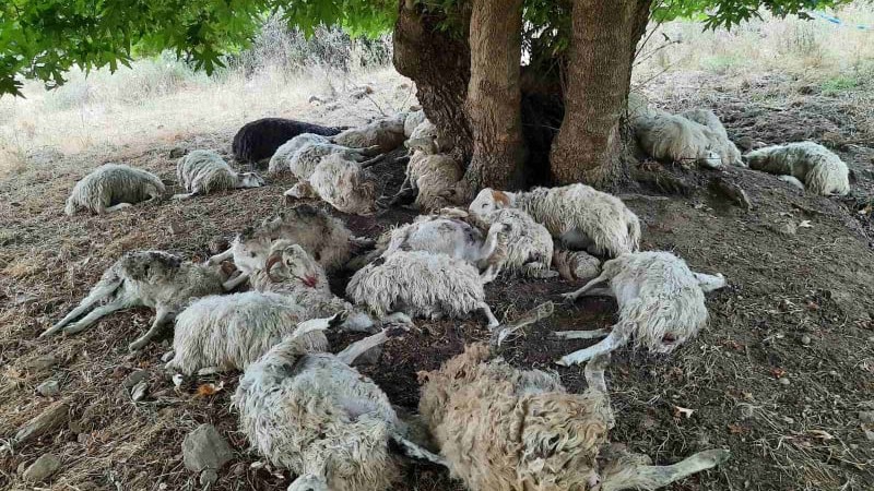 κεραυνός σκότωσε πρόβατα στα Χανιά