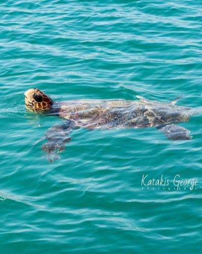θαλασσια χελωνα στο ρεθυμνο