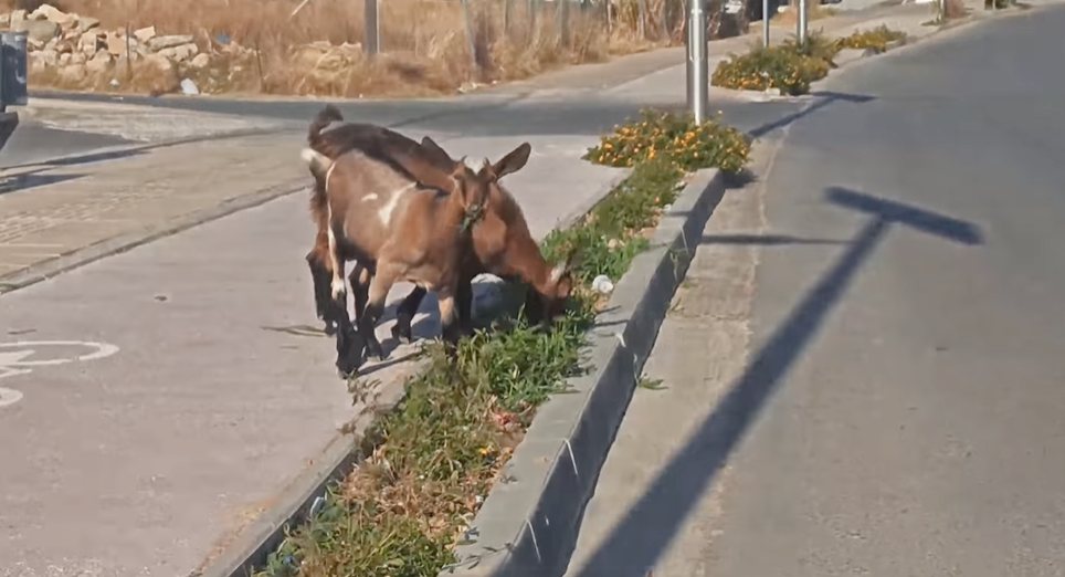 κατσικούλες