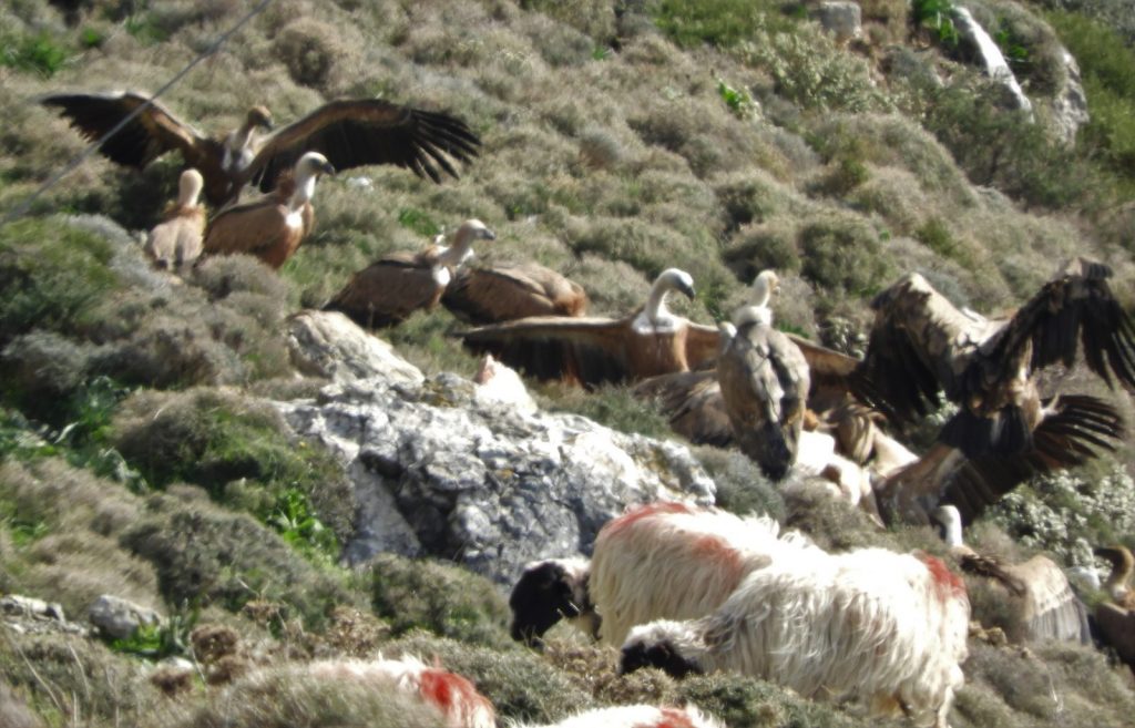 σκάρες πρόβατο